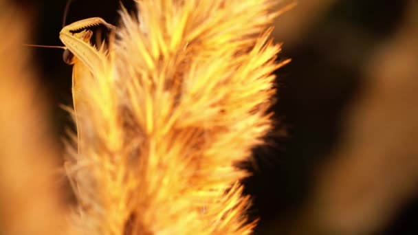 黄色的向日葵粘在麦穗上，用嘴擦拭爪子 — 图库视频影像