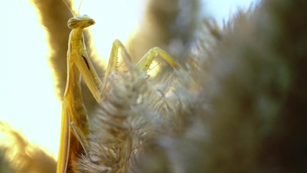 Gottesanbeterin sitzt mit geschlossenen Augen und entspannt auf dem Feld — Stockvideo