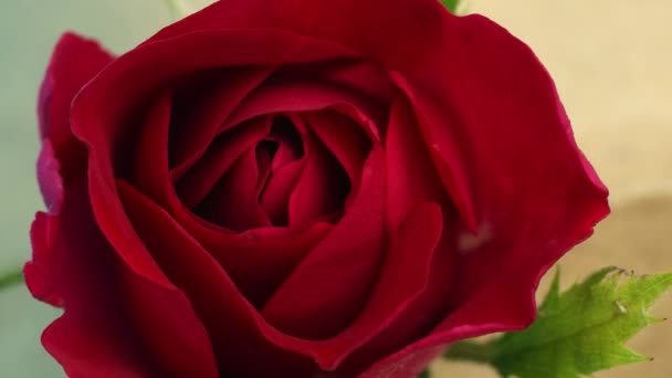 Horní pohled na rozkvetlé okvětní lístky červené růže květiny zblízka v načasování natáčení — Stock video