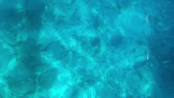 Ikan kecil yang tak terhitung jumlahnya berenang di laut Mediterania biru difilmkan dari atas — Stok Video