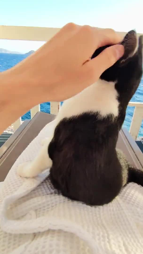 Pov of man resting on sunbed standing on the pier and playing with cat sitting in his legs — Stock Video