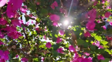 Ağaçta açan pembe çiçekler rüzgardan hafifçe savruluyor.