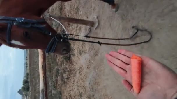 Primo piano di mano maschile che dà una carota al cavallo nella fattoria con montagne sullo sfondo — Video Stock