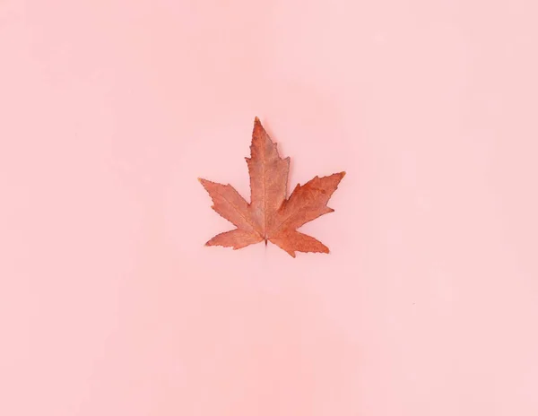 Feuille Érable Isolée Sur Fond Liquide Rose Pastel Concept Nature — Photo