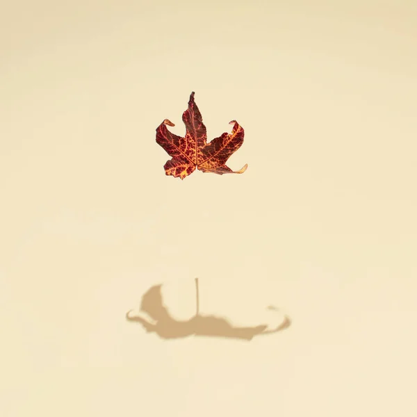 Trockenes Ahornblatt Und Überdimensionaler Schatten Kreative Herbstliche Komposition Vor Pastellbeiger — Stockfoto