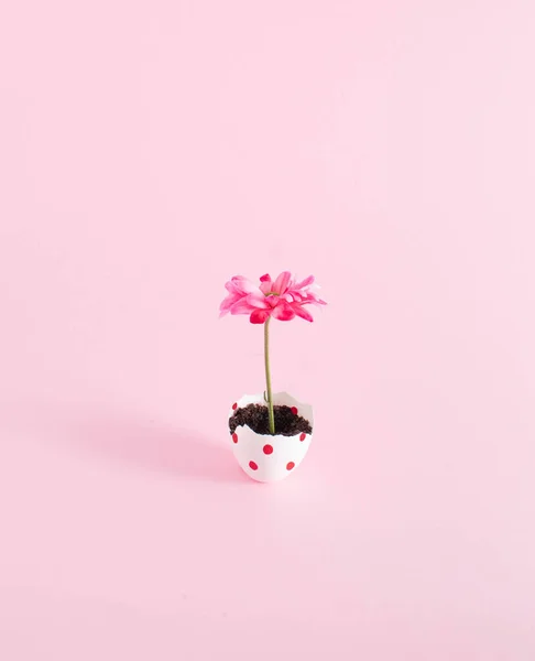 Pink Flower Potted Eggshell Pastel Pink Background Minimal Springtime Concept — Stock Photo, Image