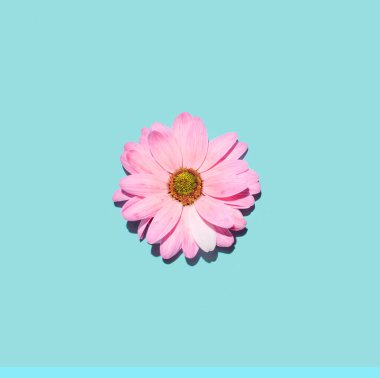 Gökyüzü mavisi arka planda tek papatya çiçeği. Pastel pembe renk paleti. Bahar duyurusu.