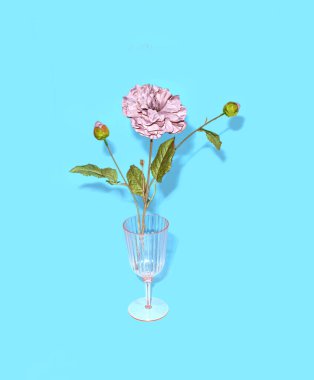 Tozlu gül rengi, pastel pembe kokteyl kadehinde parlak mavi arka planda minimum çiçek aranjmanı.. 