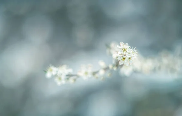 Maibaumblüten Weicher Fokus Mit Vintage Linse — Stockfoto