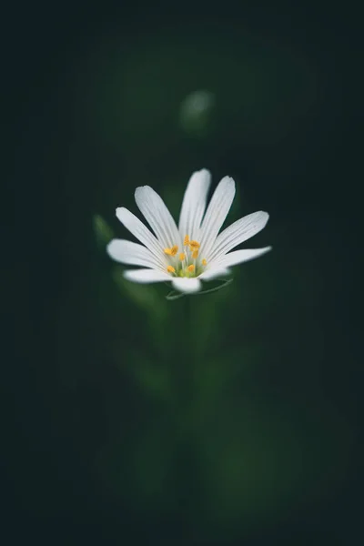 White Flowers Greater Stitchwort Selective Focus — Stok fotoğraf