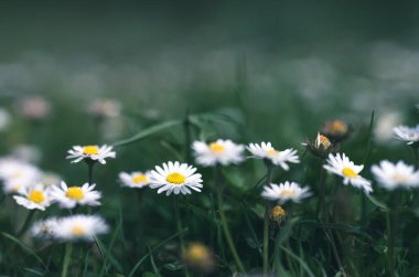 Çayırda seçici bir odak noktasında papatyalar