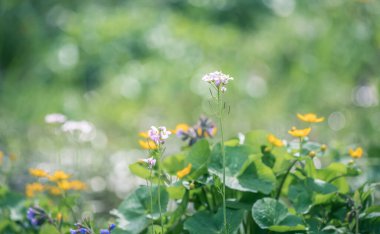 Nehrin yanındaki ormanda kardamin ve düğün çiçeği seçici odak noktası.