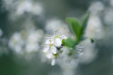 Diken ya da çiçek seçici bir odak noktası olabilir