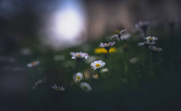 草地上的雏菊 — 图库照片