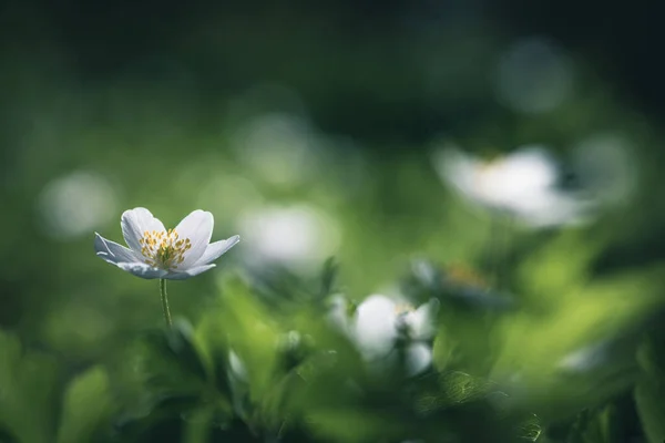 Spring Flowers Wood Anemone Selective Focus — Zdjęcie stockowe