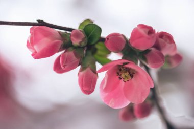Chaenomeles japonica, called the Japanese quince or Maule's quince