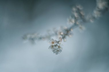Ağaç çiçekleri vintage mercekle yumuşak odaklansın