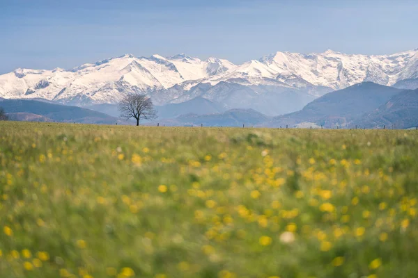 Isolated Tree Foot Pyrenees Mountains — Stock fotografie