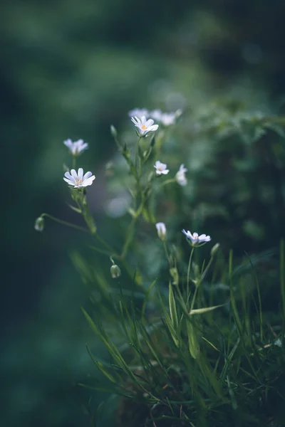 Beyaz Çiçekler Daha Büyük Dikişler Seçici Odak Noktası — Stok fotoğraf