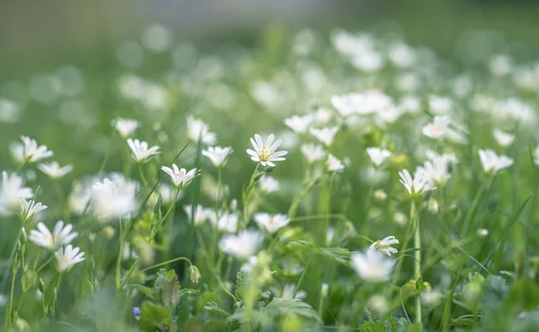 White Flowers Greater Stitchwort Selective Focus — Zdjęcie stockowe