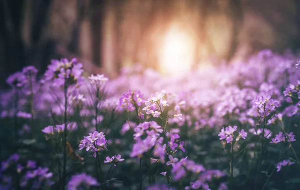 Purple Wildflowers Forest Sunshine — Stockfoto