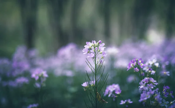 草甸中的杜鹃花紫色野花 — 图库照片