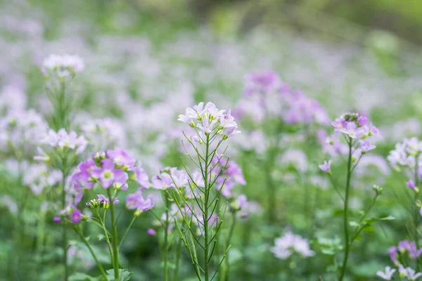 草甸中的杜鹃花紫色野花 — 图库照片