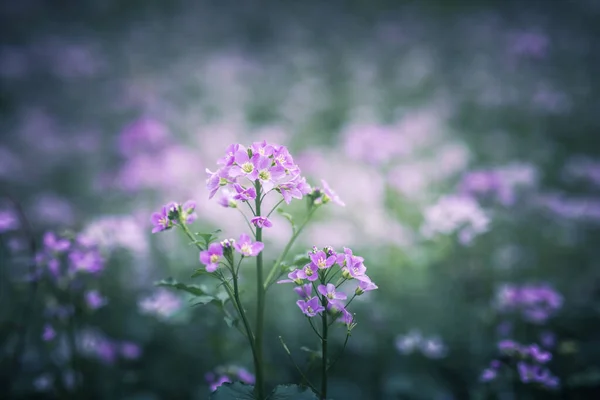 Cuckoo Flower Purple Wildflower Meadow Stock Picture