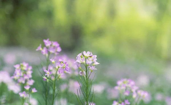 Kukułka Kwiat Fioletowy Dziki Kwiat Łące — Zdjęcie stockowe
