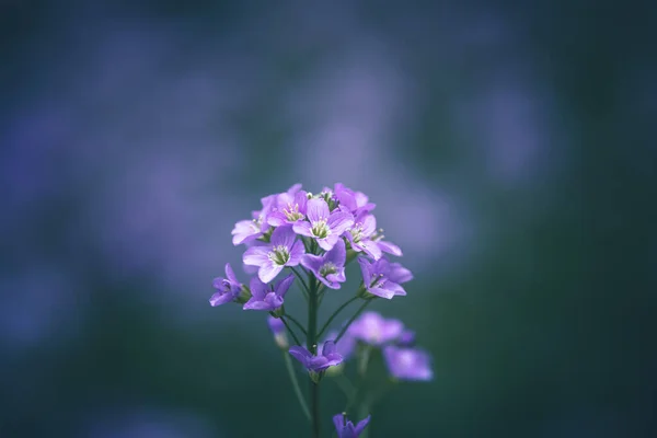 Cuckoo Flower Purple Wildflower Meadow — стоковое фото