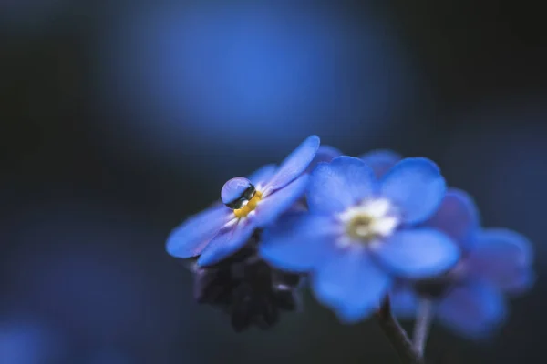Forget Flowers Myosotis Alpestris Water Drop — Stockfoto
