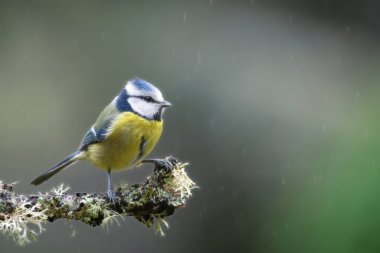 Blue Tit Bird Close-up perched on a branch