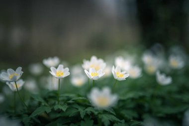 Ahşap şakayık ilkbahar beyaz çiçek