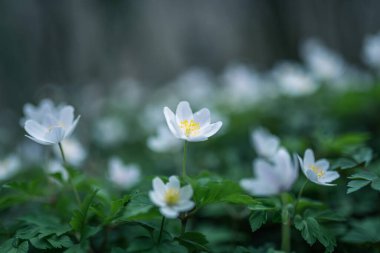 Ahşap şakayık ilkbahar beyaz çiçek