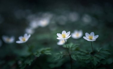 Ahşap şakayık ilkbahar beyaz çiçek