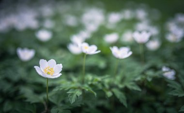 Ahşap şakayık ilkbahar beyaz çiçek