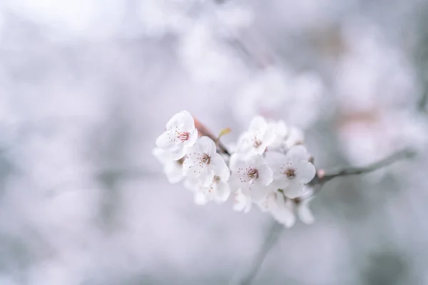 Lkbaharda Çiçek Açan Ağaç Seçici Odak — Stok fotoğraf