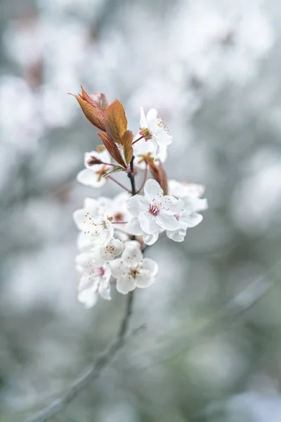 Bloeiende Boom Het Voorjaar Selectieve Focus — Stockfoto