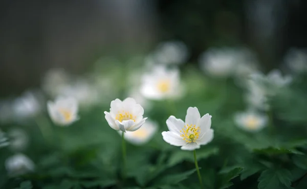 Wood Anemone Spring White Flower — Zdjęcie stockowe