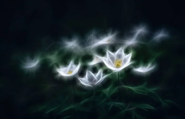 Illustration Wood Anemone Spring White Flower Fractal Effect — 스톡 사진