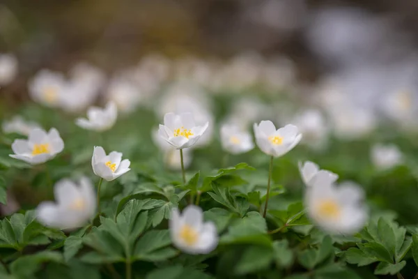 Wood Anemone Spring White Flower — стоковое фото