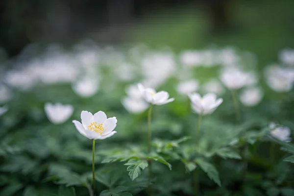 stock image wood anemone spring white flower