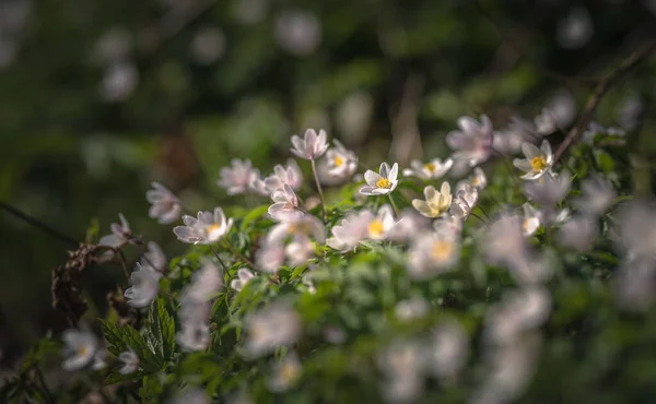 Waldanemone Frühling Weiße Blume — Stockfoto