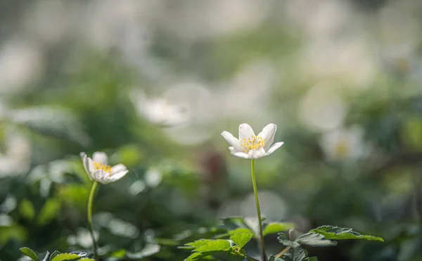 Wood Anemone Spring White Flower — Zdjęcie stockowe