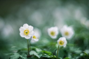 Ahşap şakayık ilkbaharda yabani beyaz çiçek antika mercek rendeleme