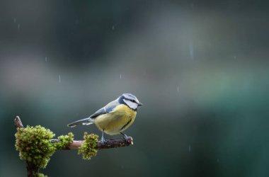 Blue Tit Bird Close-up perched on a branch