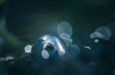 Su yüzeyinde kurbağa yumurtaları