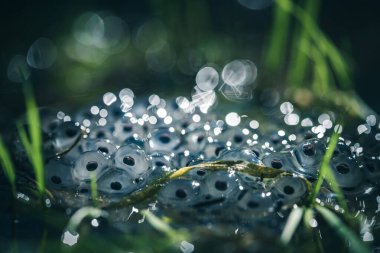 Su yüzeyinde kurbağa yumurtaları