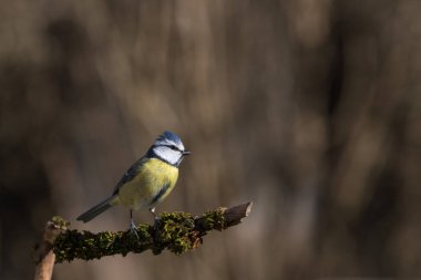 Blue Tit Bird Close-up perched on a branch