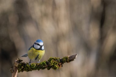 Blue Tit Bird Close-up perched on a branch